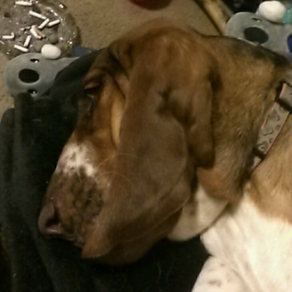Meet your Posher, Gracie